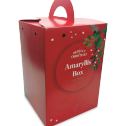 Amaryllis Gift Box