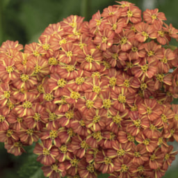 Echinacea & Achillea 3L