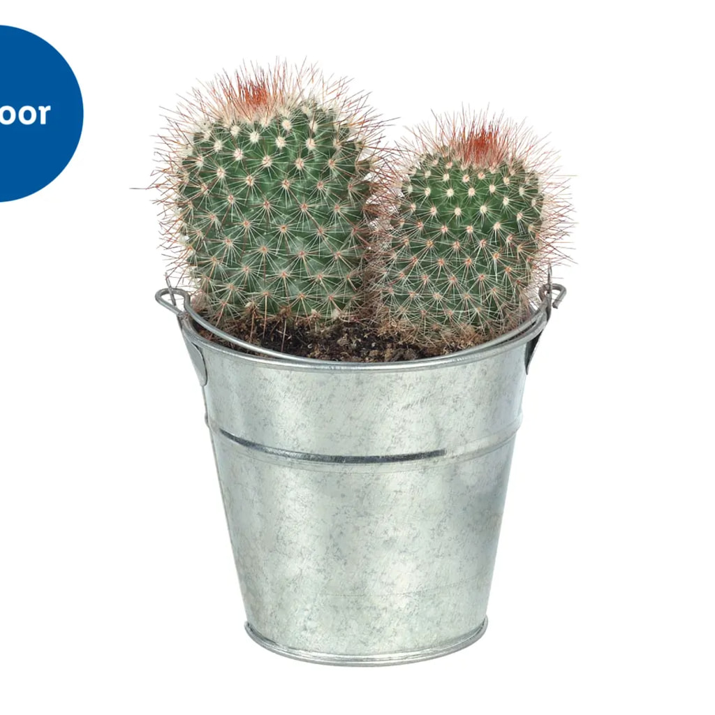 Cacti and Succulents in Zinc Bucket