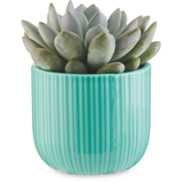 Succulent In Ceramic Mix