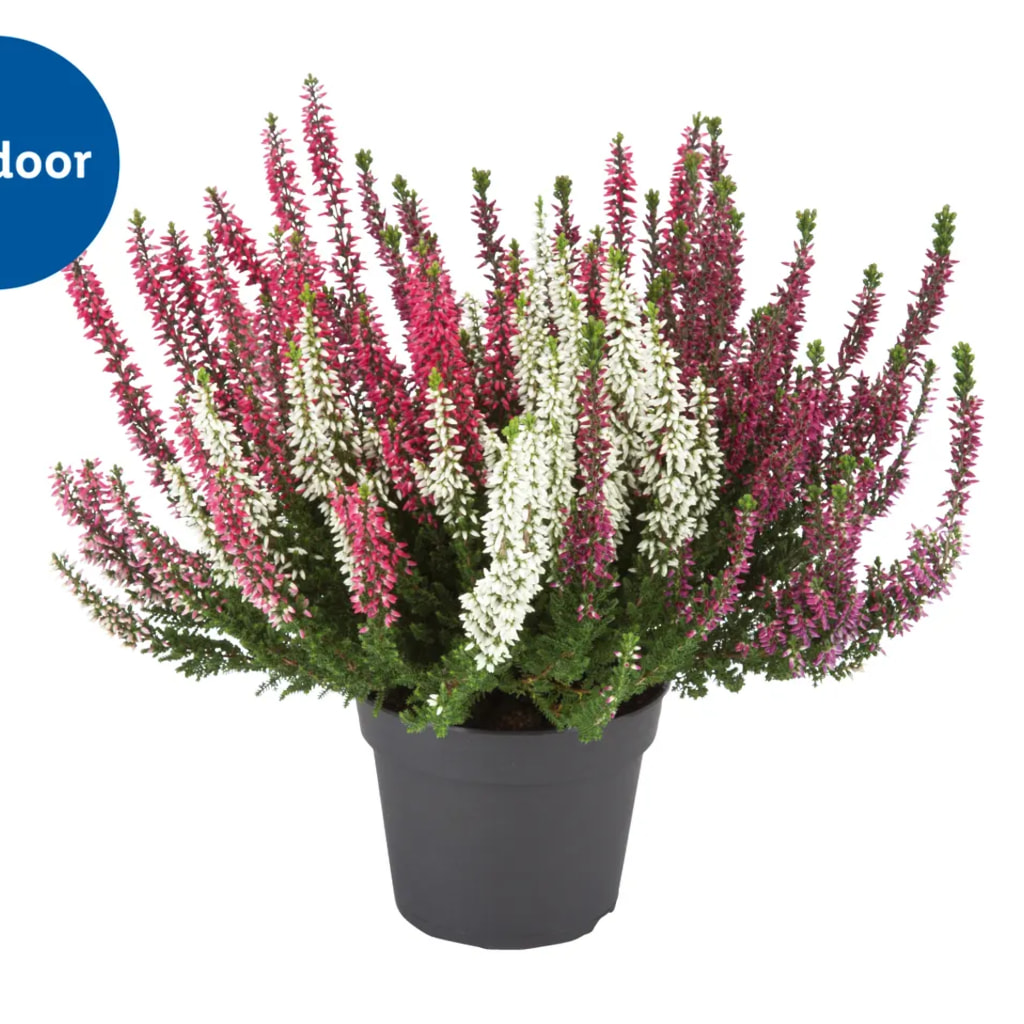 Tricolour Heather