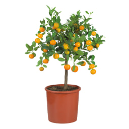 Large Citrus Plants