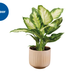 Houseplant in Ceramic Pot