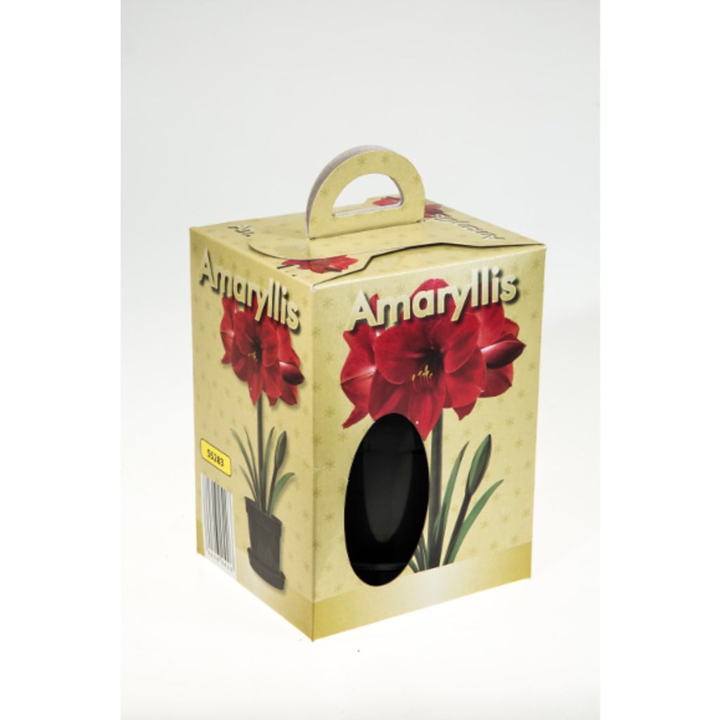 Grow Your Own Amaryllis
