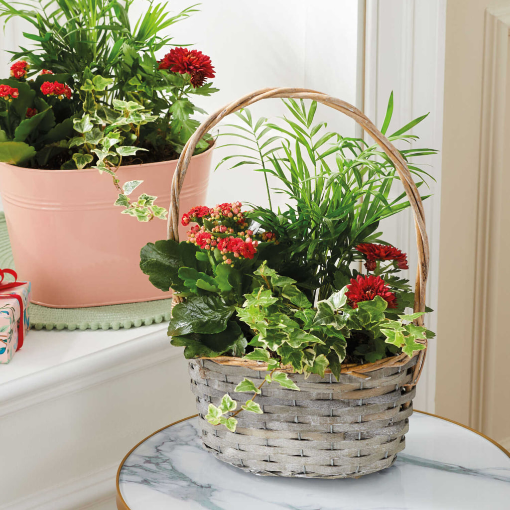 Mother's Day Gift Planter or Basket