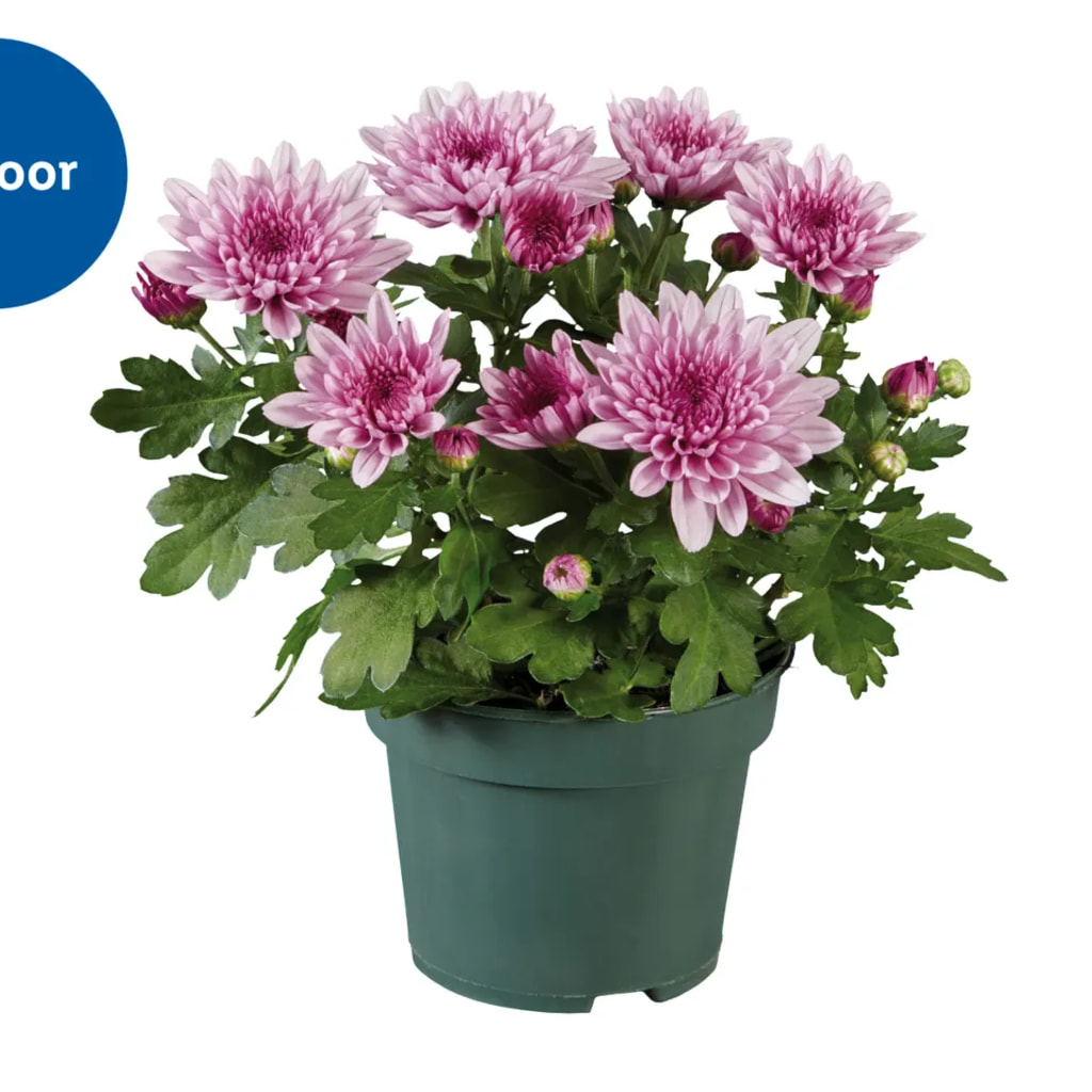 Chrysanthemum Pot