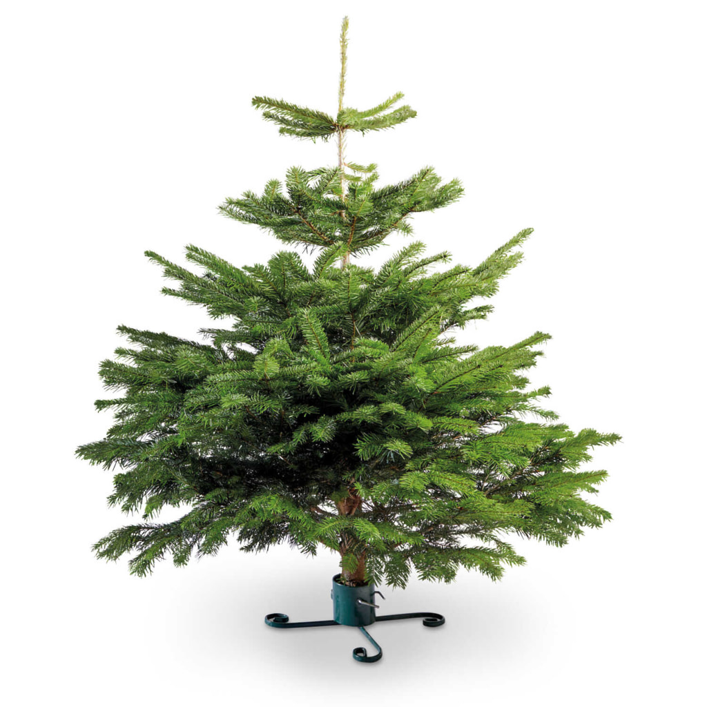 Medium Nordman Fir