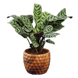 Green Plant in  Wood Design Ceramic