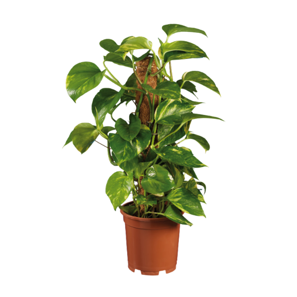 Devil's Ivy Climber