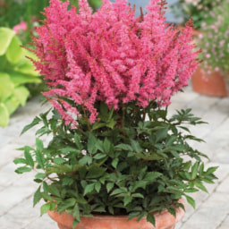 Roots & Blooms Astilbe 3L