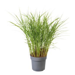 Pennisetum Grass
