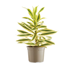 Roots & Blooms Premium Foliage Plant