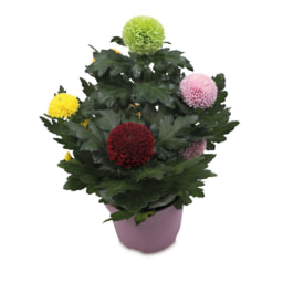 Chrysanthemum Pompon