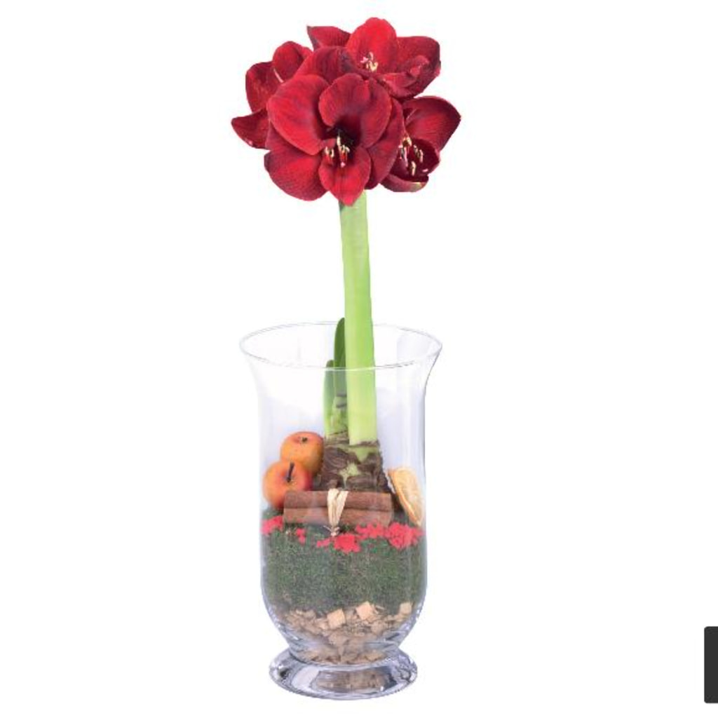 Amaryllis In Glass Vase