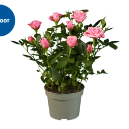 Miniature Rose