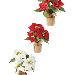 Poinsettia