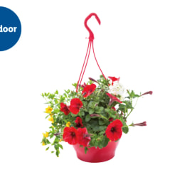 Hanging Baskets