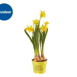 Potted Daffodils