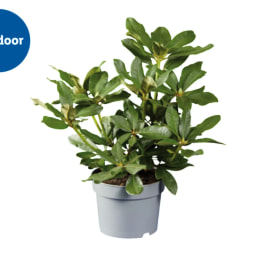 Rhododendron