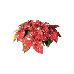 Speckled Poinsettia
