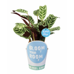 Green Plants 'Bloom your Room'