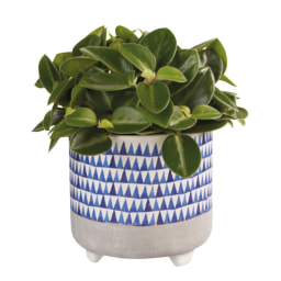 Green Plant in Blue Ceramic