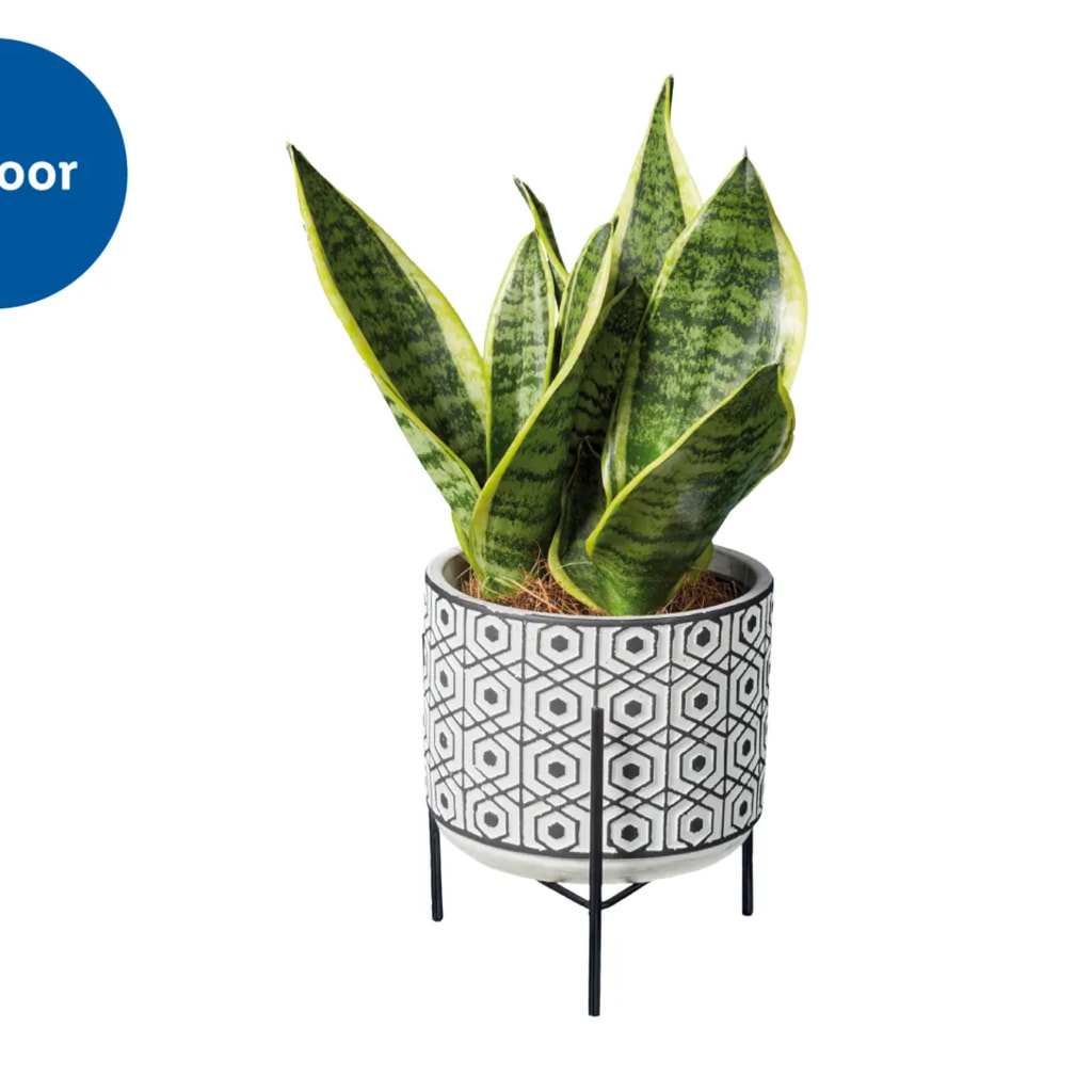Easy Care Houseplants