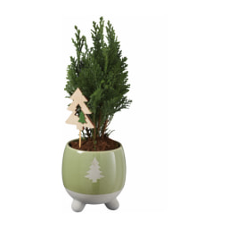 Conifer in Festive Ceramic