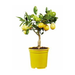 Small Citrus Plants