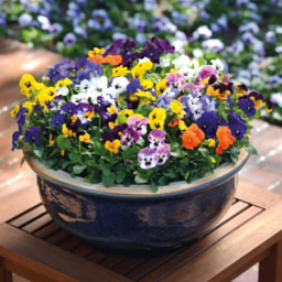 Roots & Blooms Pansy & Viola 10 Pack