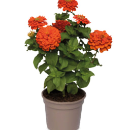 2 Litre Zinnia