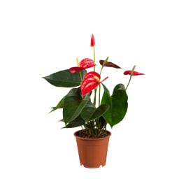 Anthurium 12cm