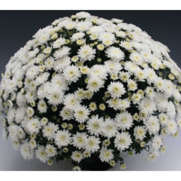 Tri Chrysanth Hanging  Basket