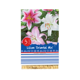 Premium Lily Bulbs