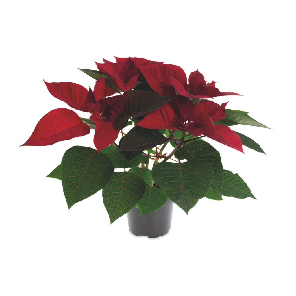 13cm Poinsettia in Sleeve