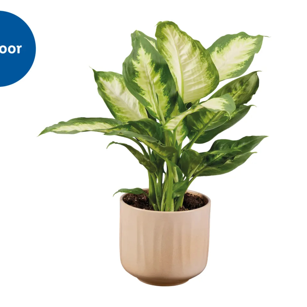 Houseplant in Ceramic Pot