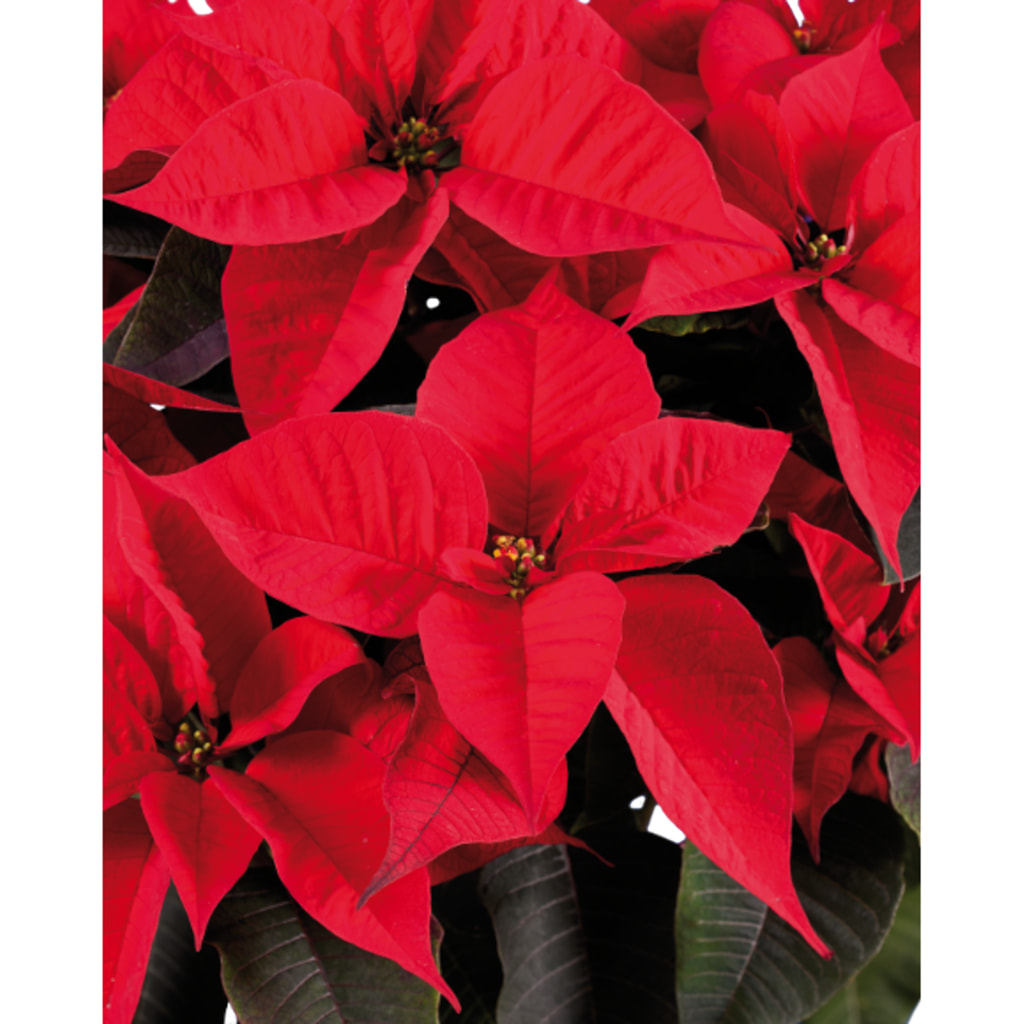 Poinsettia