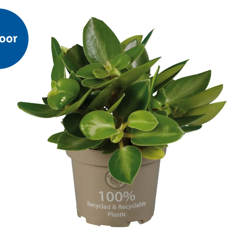 Peperomia Mix