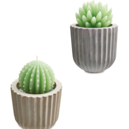 Succulent/Cactus Candle