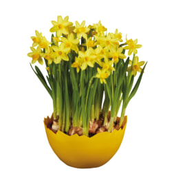 Daffodils in Egg Planter