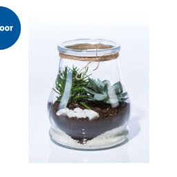 Mini Garden Terrarium