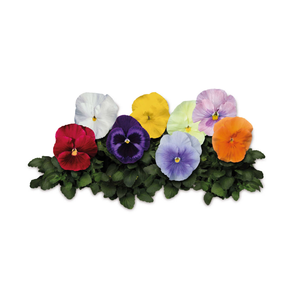 Pansy & Viola 20 Pack