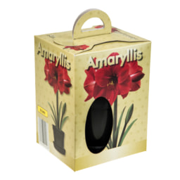 Grow Your  Own Amaryllis
