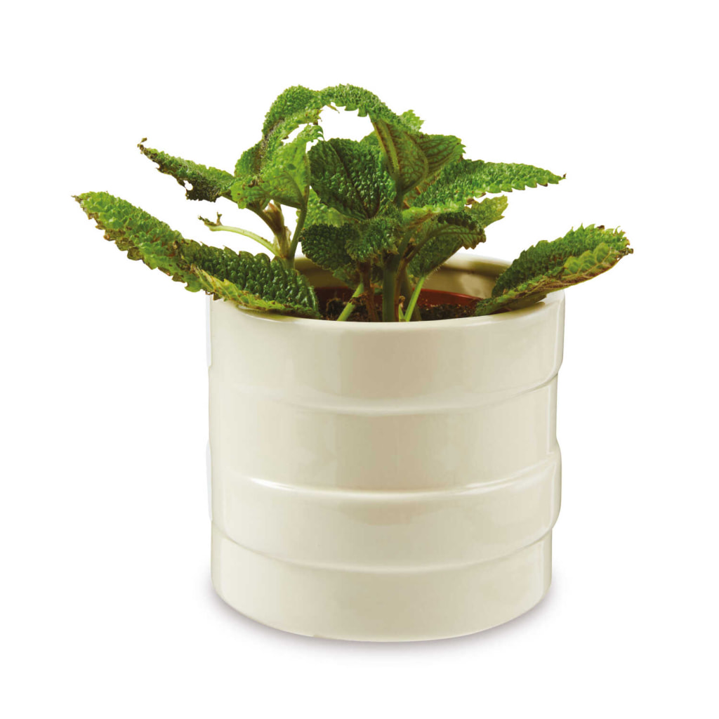 Mini Succulent in Ceramic