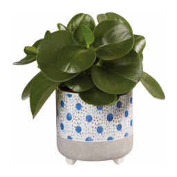 Plant in Blue Ceramic