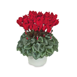 Roots & Blooms Cyclamen Bowl