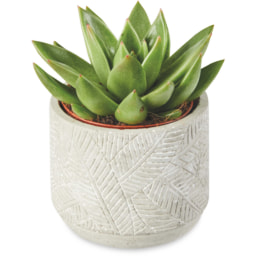 Mini Succulent In Ceramic