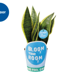 Bloom your Room' Plant