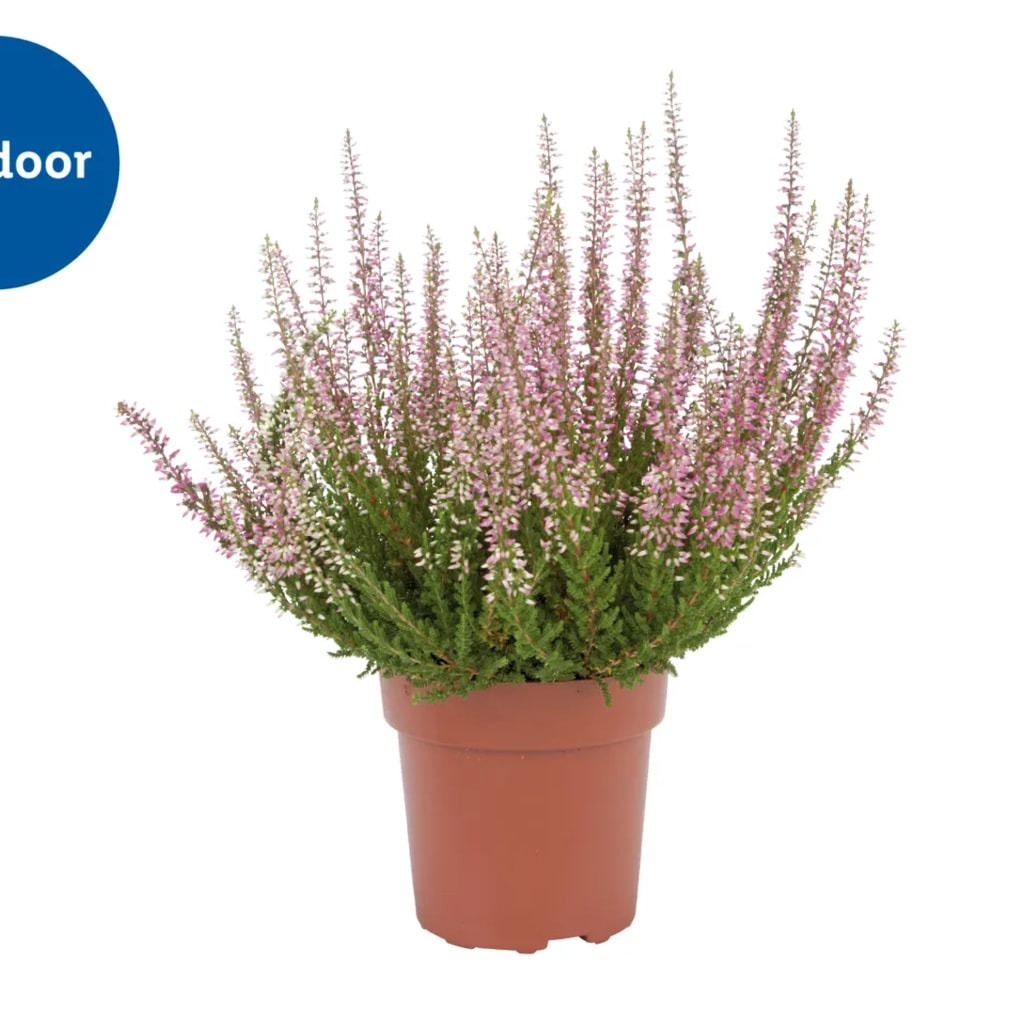 Autumn Heather