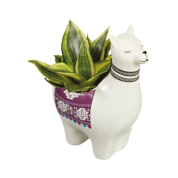 Plants in Alpaca Ceramic